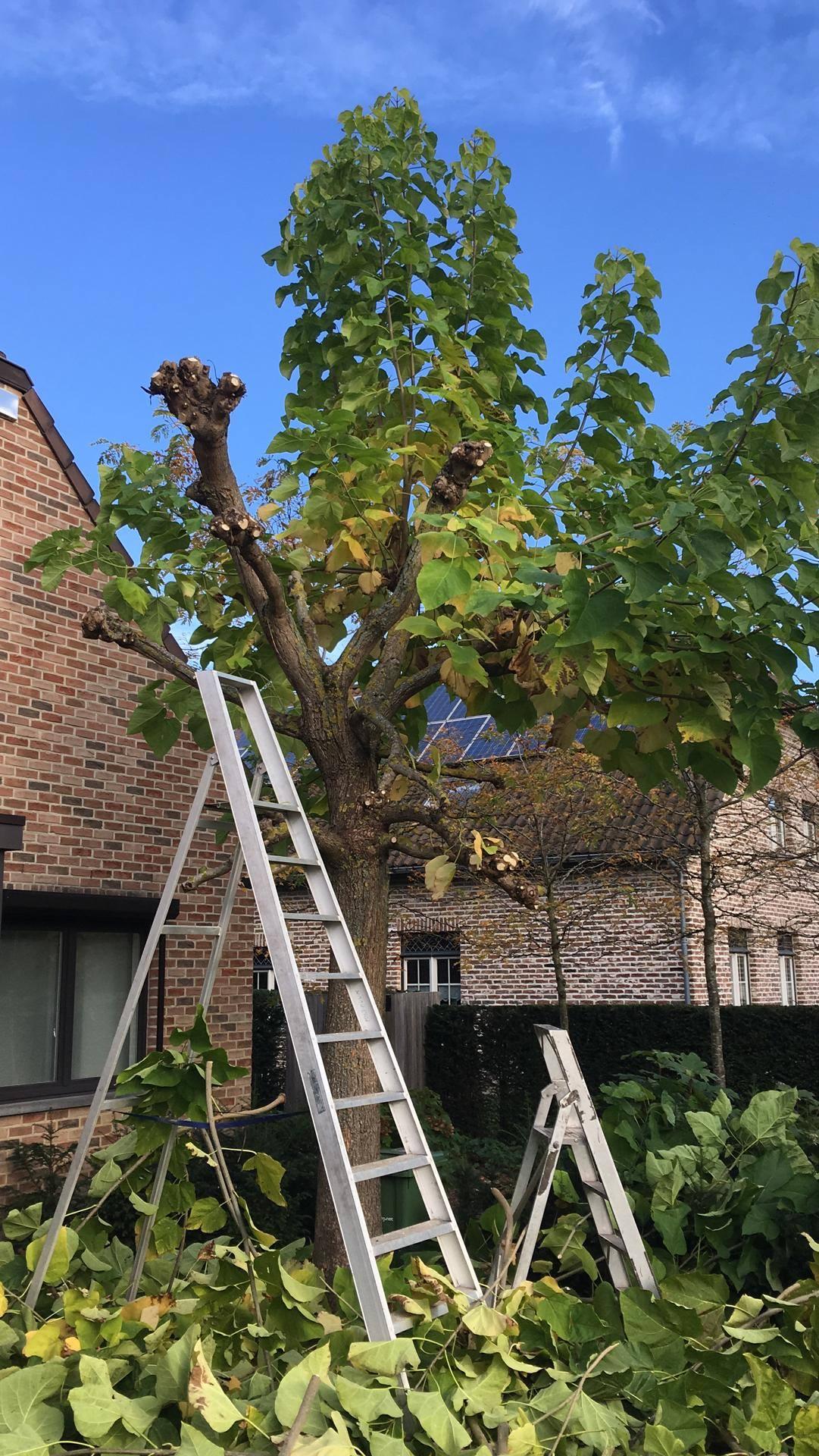 snoeien van boom met ladder in tuin