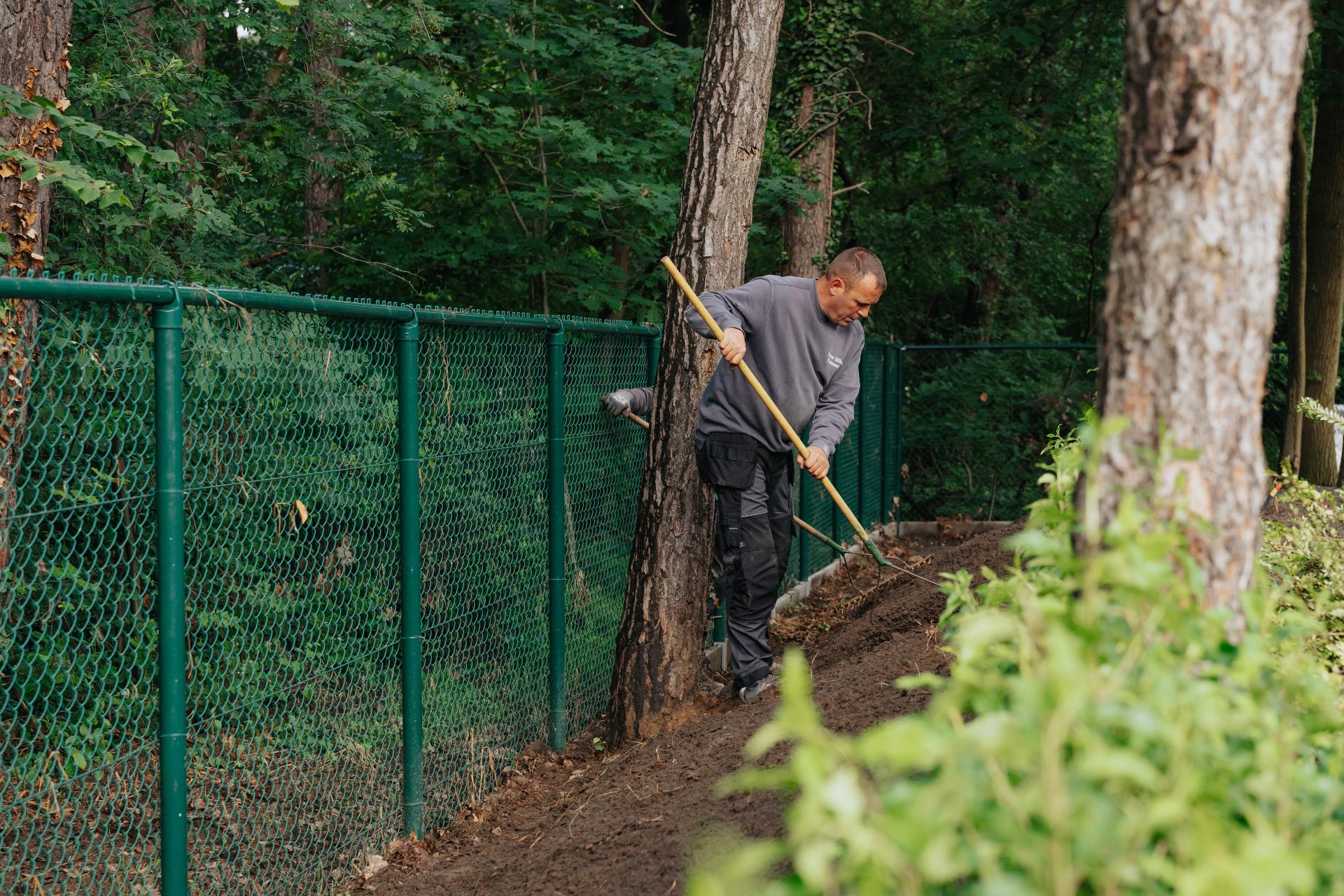 Voorbereiding van de bodem voor haagaanplanting in de tuin