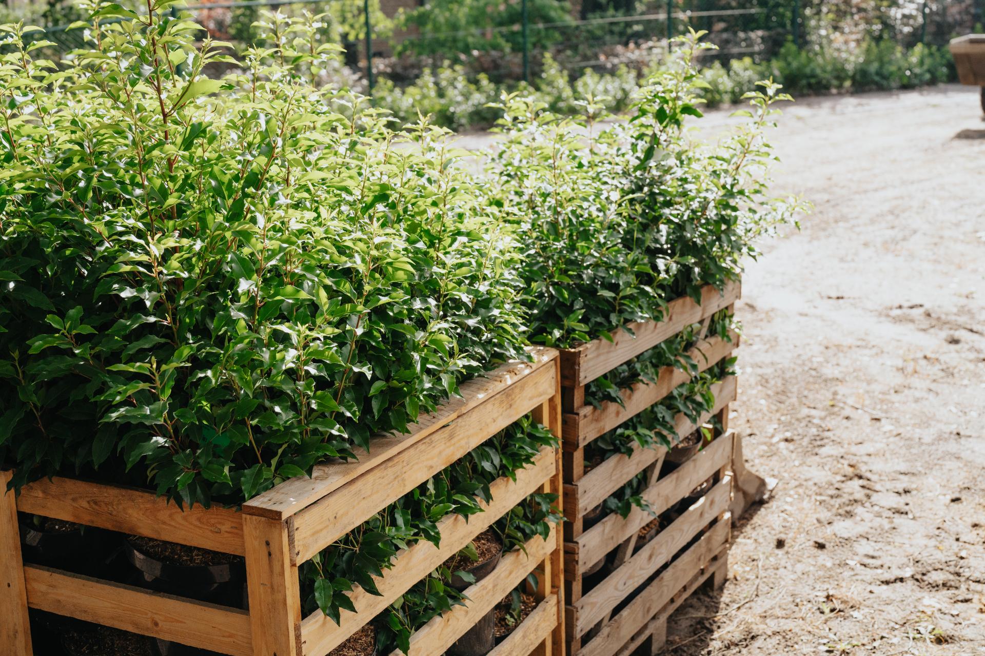 Haagplanten klaar voor groenaanleg in een tuinproject